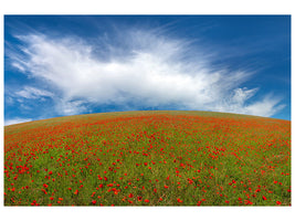 panoramic-canvas-print-red-poppies