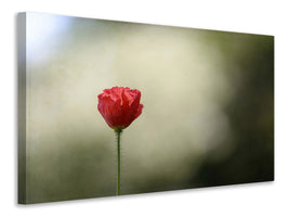 panoramic-3-piece-canvas-print-red-poppy