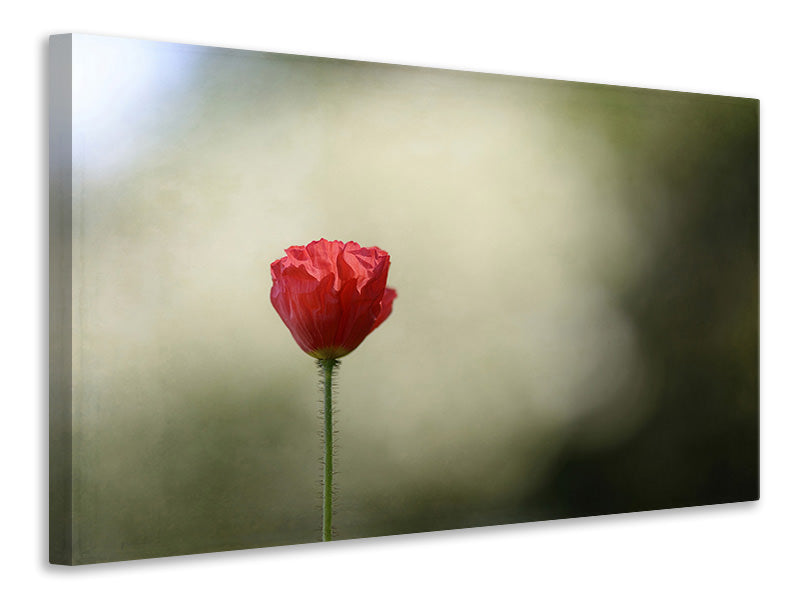 4-piece-canvas-print-red-poppy