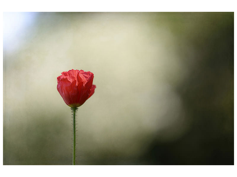 4-piece-canvas-print-red-poppy