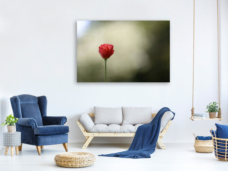 4-piece-canvas-print-red-poppy