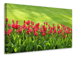 panoramic-canvas-print-red-tulip-field-in-the-sunlight