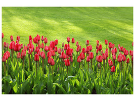3-piece-canvas-print-red-tulip-field-in-the-sunlight