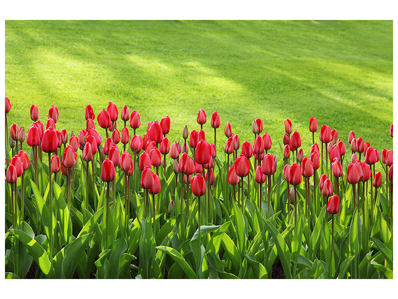 3-piece-canvas-print-red-tulip-field-in-the-sunlight