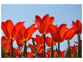 5-piece-canvas-print-red-tulips-xl