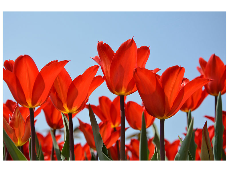 4-piece-canvas-print-red-tulips-xl