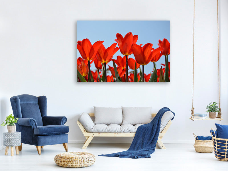 3-piece-canvas-print-red-tulips-xl