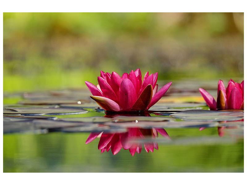 3-piece-canvas-print-red-water-lily-duo