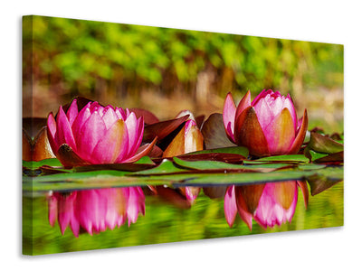 panoramic-canvas-print-red-water-lily-trio