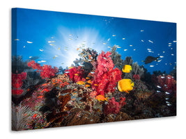 5-piece-canvas-print-reef-life