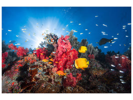3-piece-canvas-print-reef-life