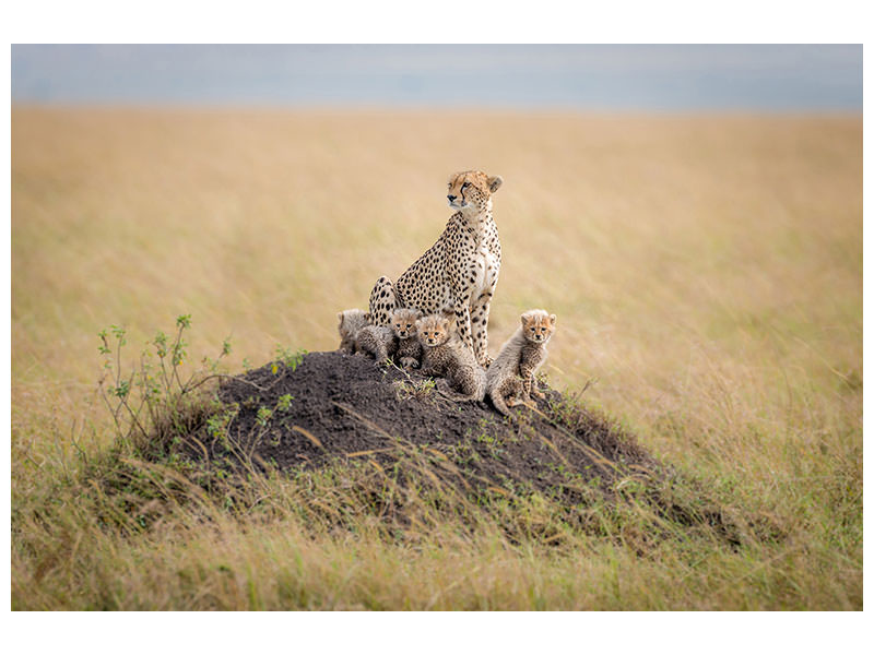 5-piece-canvas-print-regal-protector