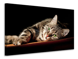 5-piece-canvas-print-relaxed-cat