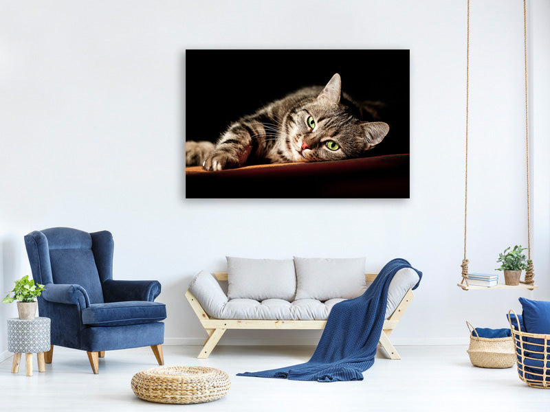 4-piece-canvas-print-relaxed-cat