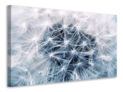 4-piece-canvas-print-ripe-dandelion-close-up