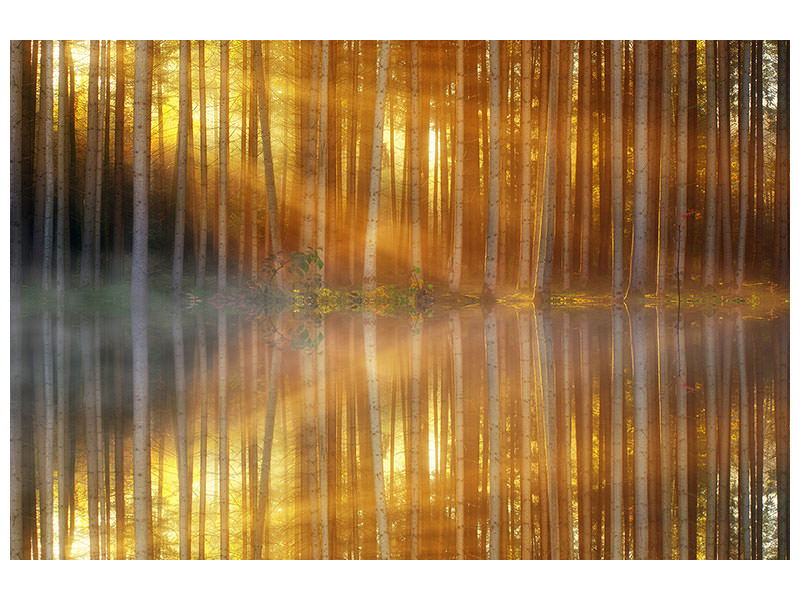 4-piece-canvas-print-romantic-mood-in-the-forest