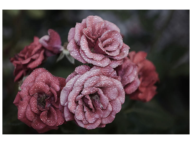 modern-3-piece-canvas-print-romantic-roses