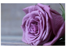 panoramic-canvas-print-rose-in-purple-xxl