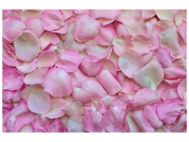 modern-3-piece-canvas-print-rose-petals-in-pink-ii