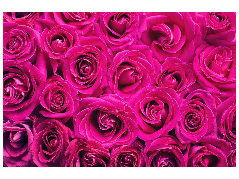 modern-4-piece-canvas-print-rose-petals-in-pink