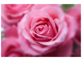 modern-4-piece-canvas-print-roses-macro
