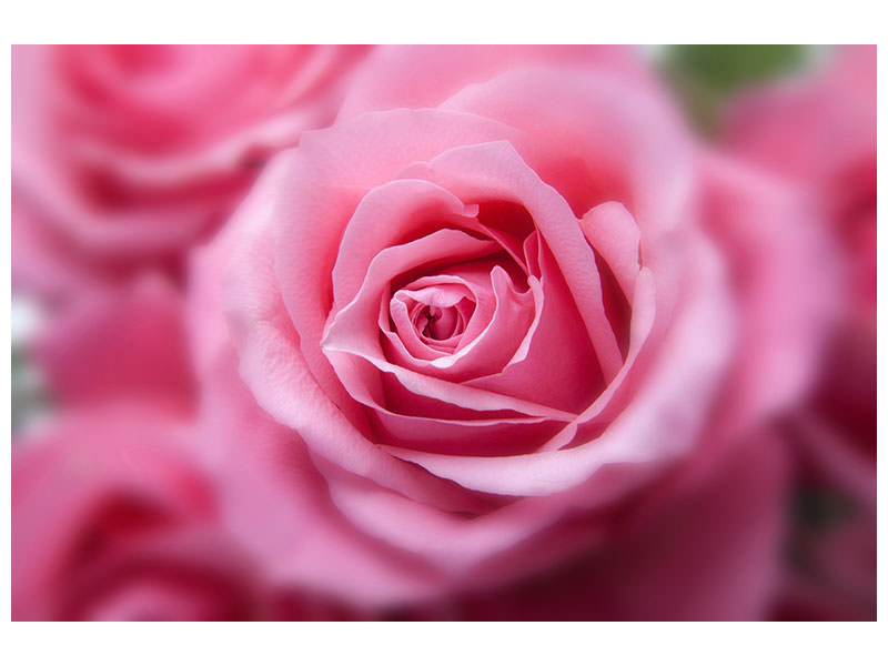 5-piece-canvas-print-roses-macro