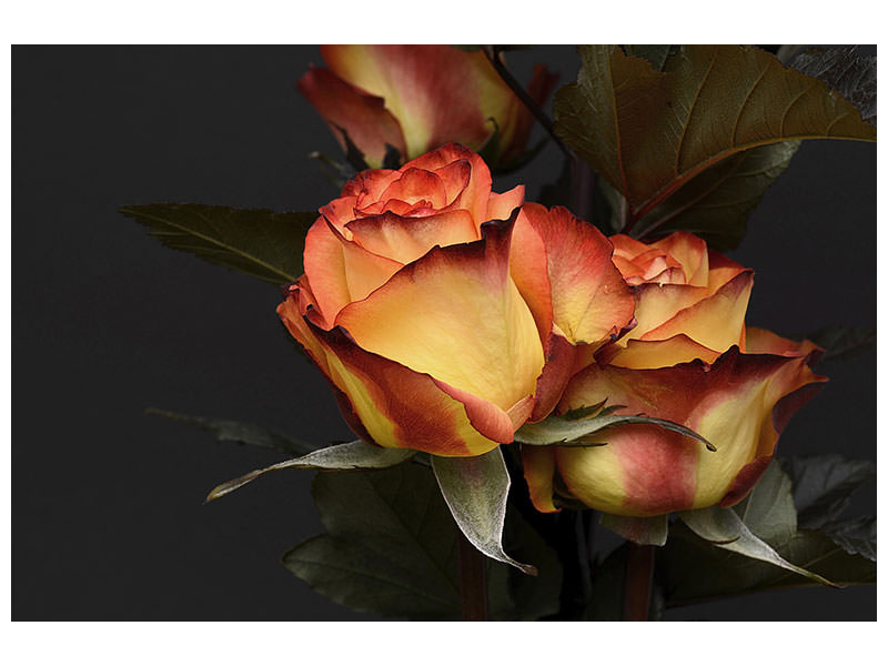 3-piece-canvas-print-roses-of-the-romance