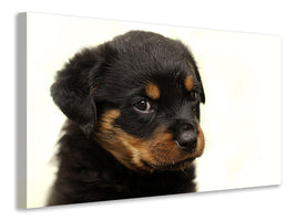 3-piece-canvas-print-rottweiler-puppy-to-fall-in-love