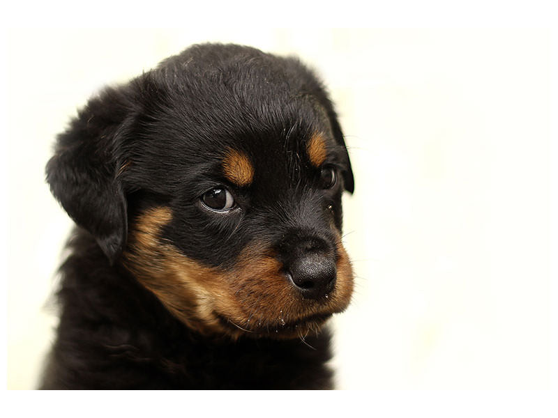 3-piece-canvas-print-rottweiler-puppy-to-fall-in-love