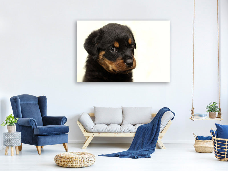3-piece-canvas-print-rottweiler-puppy-to-fall-in-love