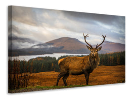 panoramic-3-piece-canvas-print-scottish-stag