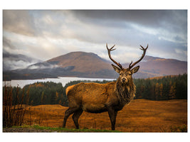 panoramic-canvas-print-scottish-stag