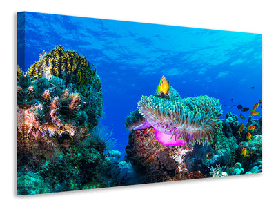 panoramic-3-piece-canvas-print-sea-life