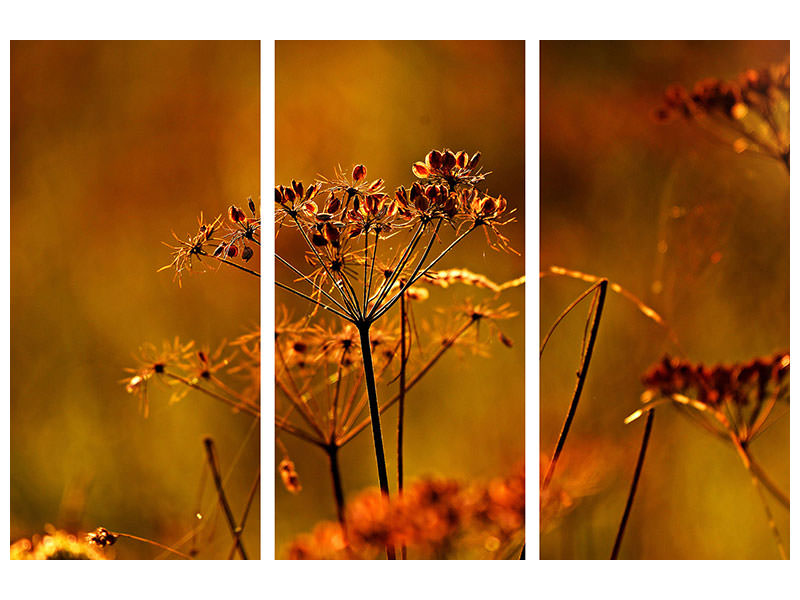 canvas-print-seeds