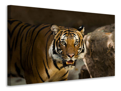 3-piece-canvas-print-sibirian-tiger