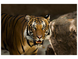3-piece-canvas-print-sibirian-tiger