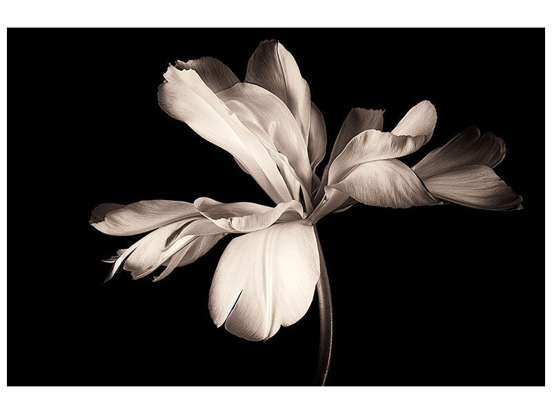 4-piece-canvas-print-simplicity