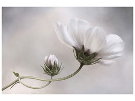 5-piece-canvas-print-simply-cosmos