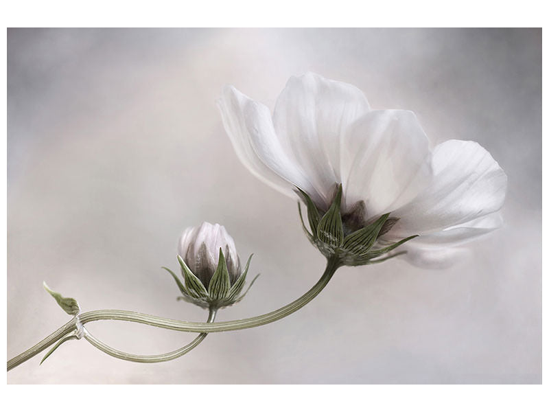 4-piece-canvas-print-simply-cosmos