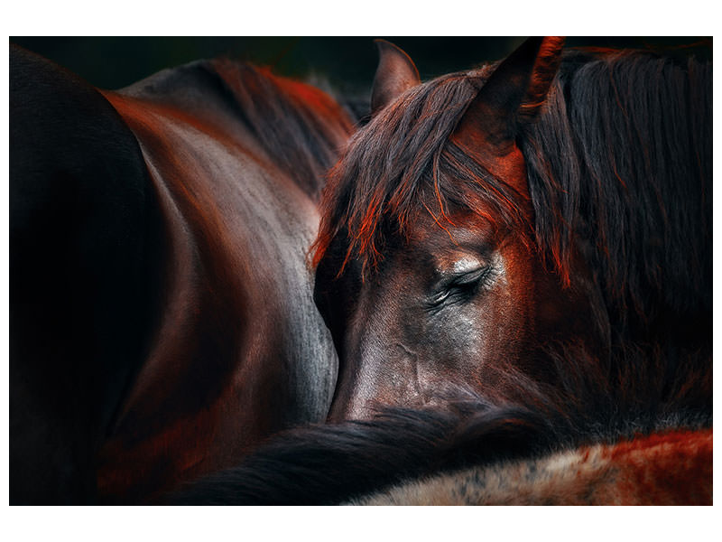 panoramic-canvas-print-sleep-huddle