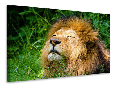 3-piece-canvas-print-sleeping-lion