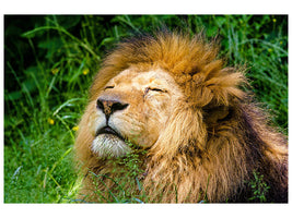 3-piece-canvas-print-sleeping-lion
