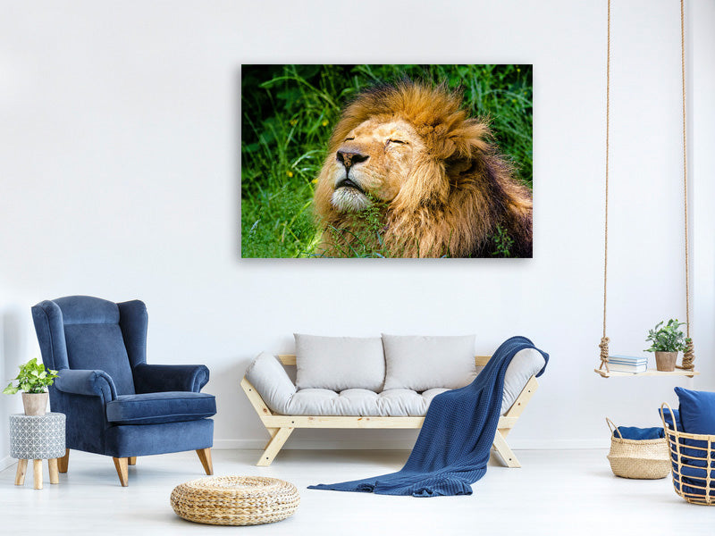 3-piece-canvas-print-sleeping-lion