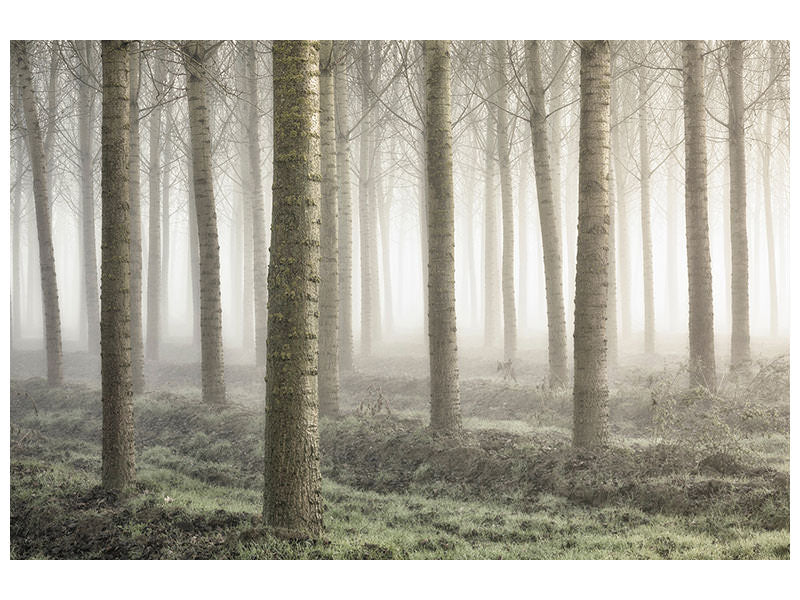 5-piece-canvas-print-small-woodland