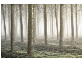 panoramic-canvas-print-small-woodland