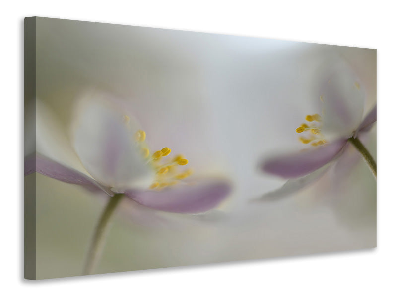 panoramic-canvas-print-soft-whispering