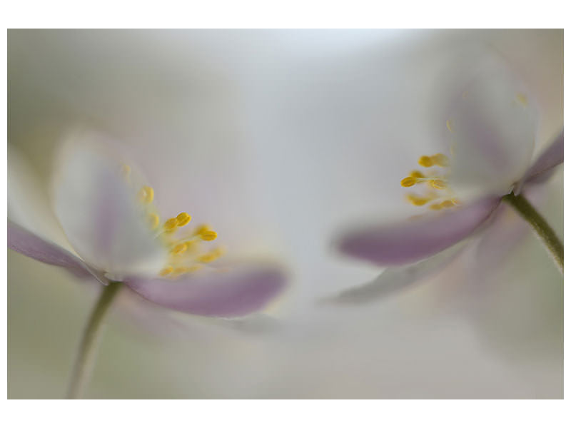 3-piece-canvas-print-soft-whispering