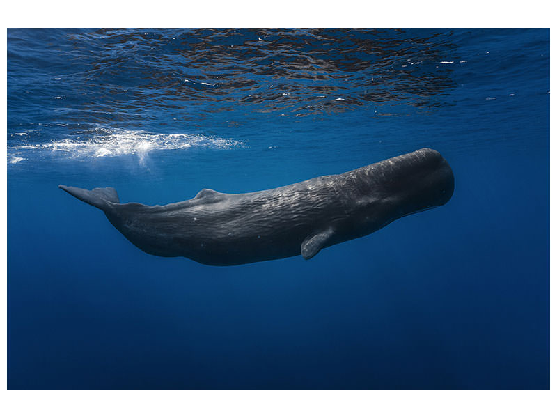panoramic-3-piece-canvas-print-sperm-whale