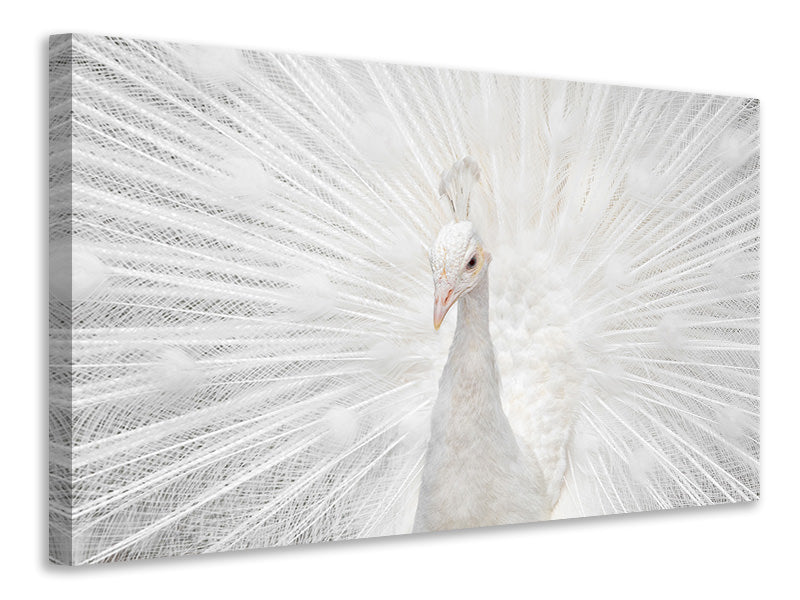 3-piece-canvas-print-splendid-whitie