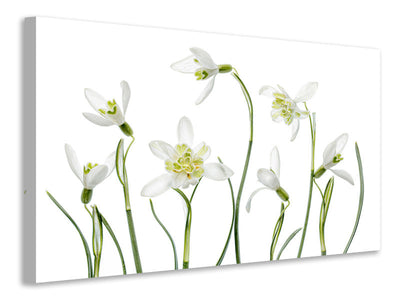 3-piece-canvas-print-spring-snowdrops
